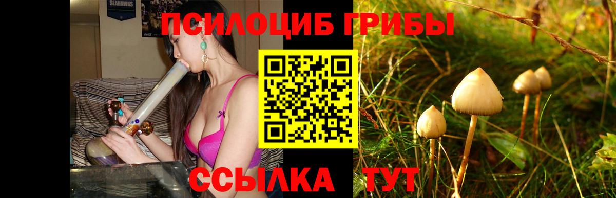 Псилоцибиновые грибы Psilocybe Острогожск